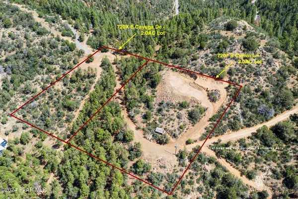 a view of a tree in a forest