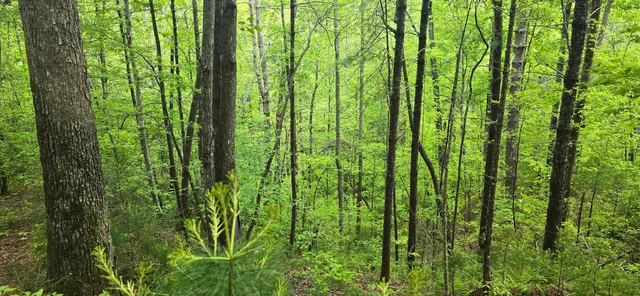 $109,800 | 0 Towee Mountain Drive, Reliance, TN 37369