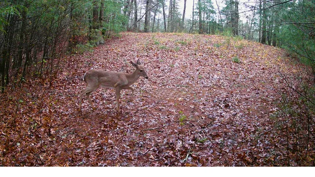 $109,800 | 0 Towee Mountain Drive, Reliance, TN 37369