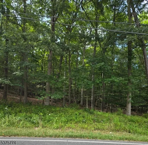 a view of a lush green forest