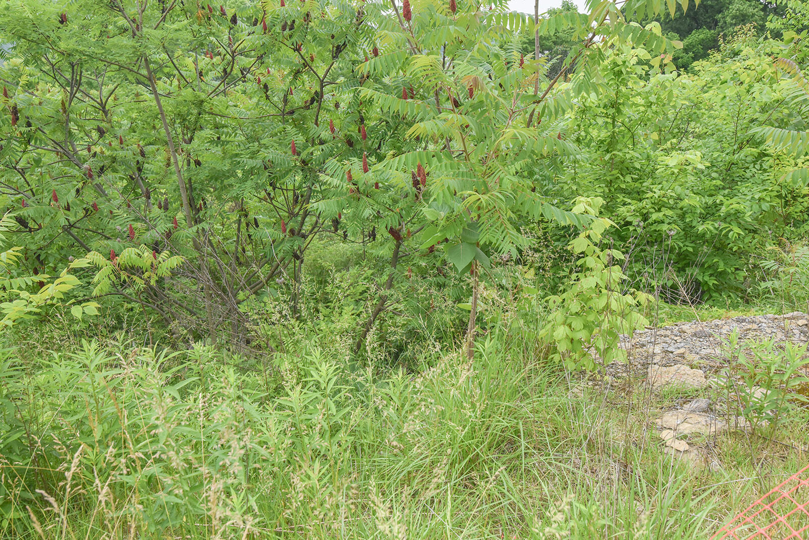 4768 River Road Hebron, KY 41048 - Photo 11 of 14