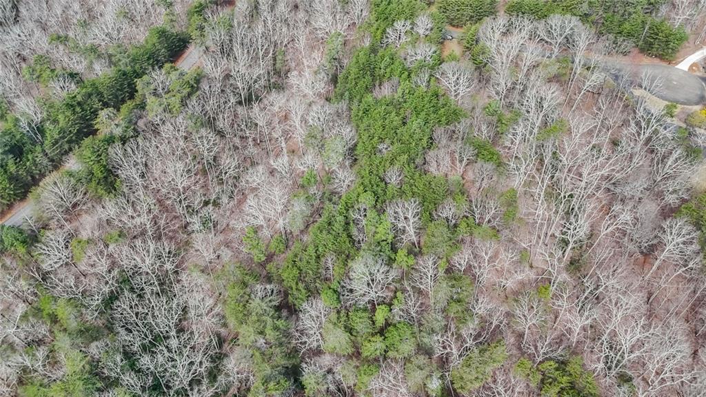 0 Terrace Way Jasper, GA 30143 - Photo 9 of 12 a view of a forest with a tree