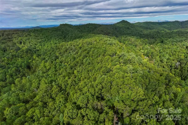 a view of a lush green space