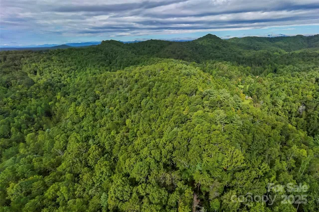 a view of a lush green space