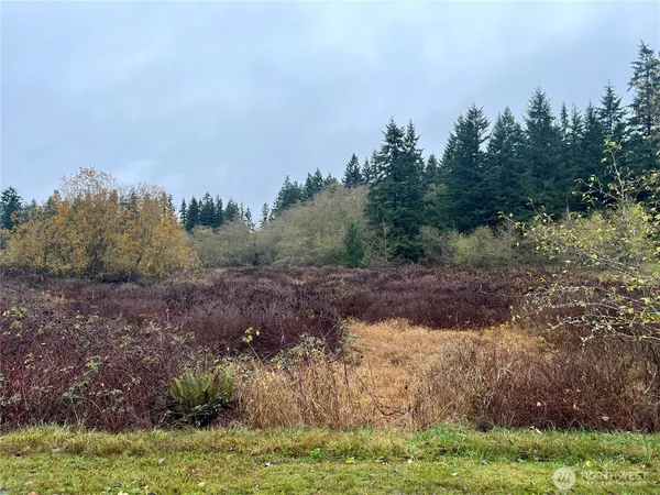a view of a yard with large trees