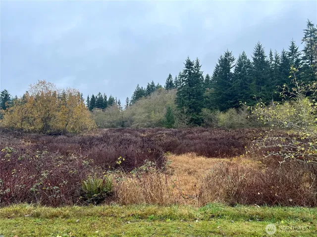 a view of a yard with large trees