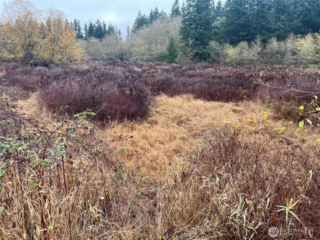 a view of a dry yard with trees