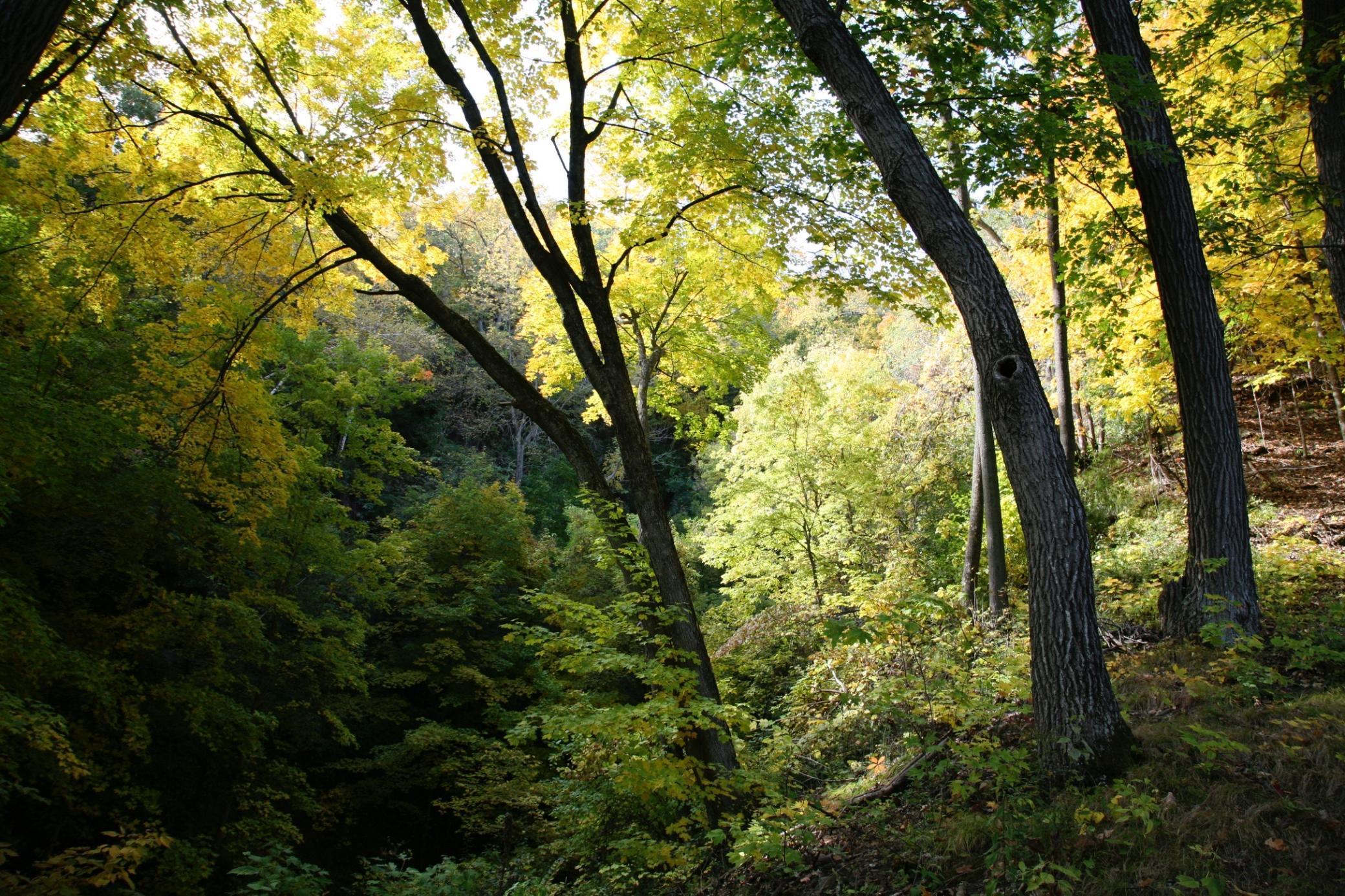 4350 River Road South Afton, MN 55001 - Photo 69 of 109