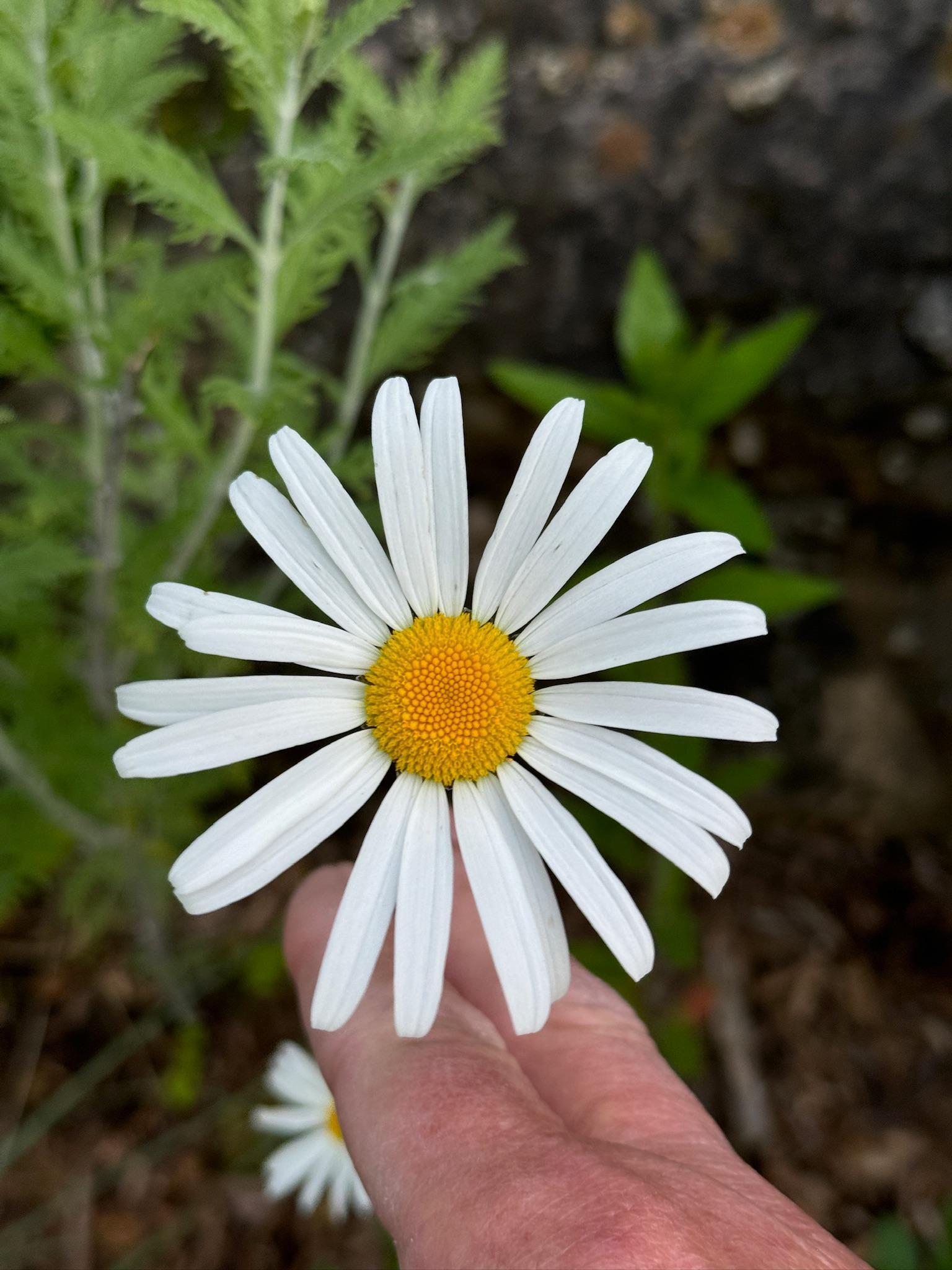 4350 River Road South Afton, MN 55001 - Photo 99 of 109
