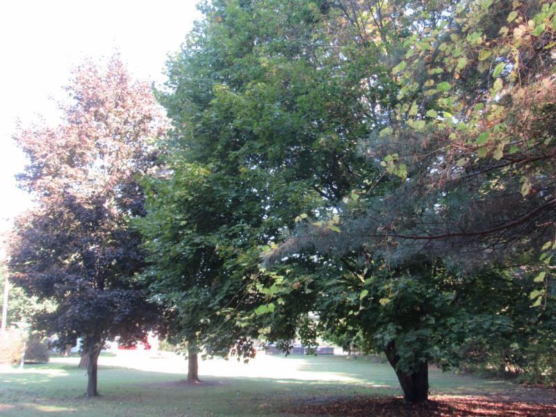 1346 East Caro Road Caro, MI 48723 - Photo 20 of 22 many large trees for shade in the back y