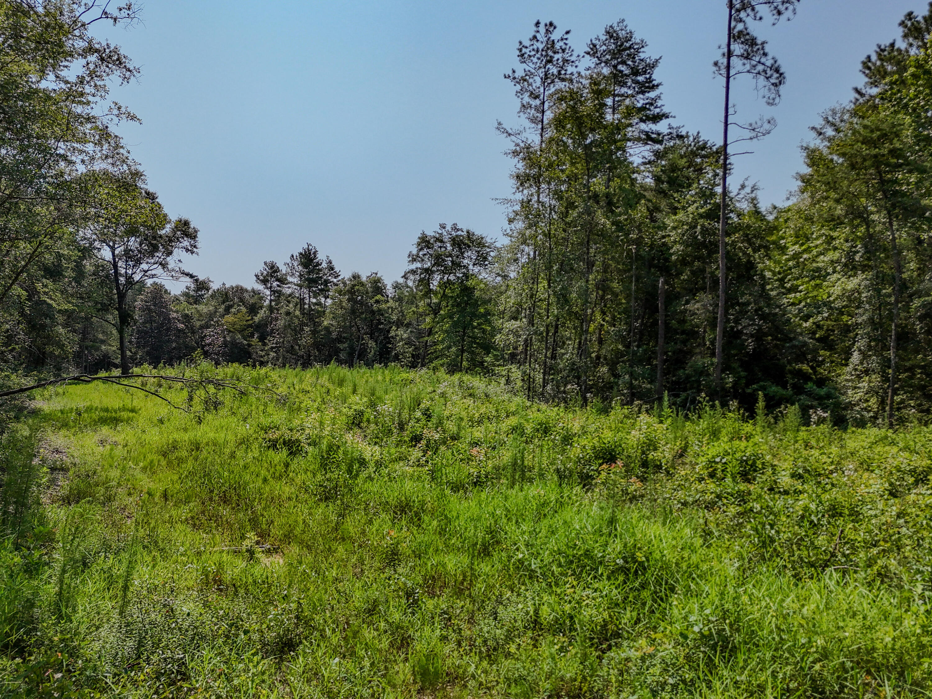 3128 County Road 10 Samson, AL 36477 - Photo 44 of 67 DJI_20260630232531_0051_D