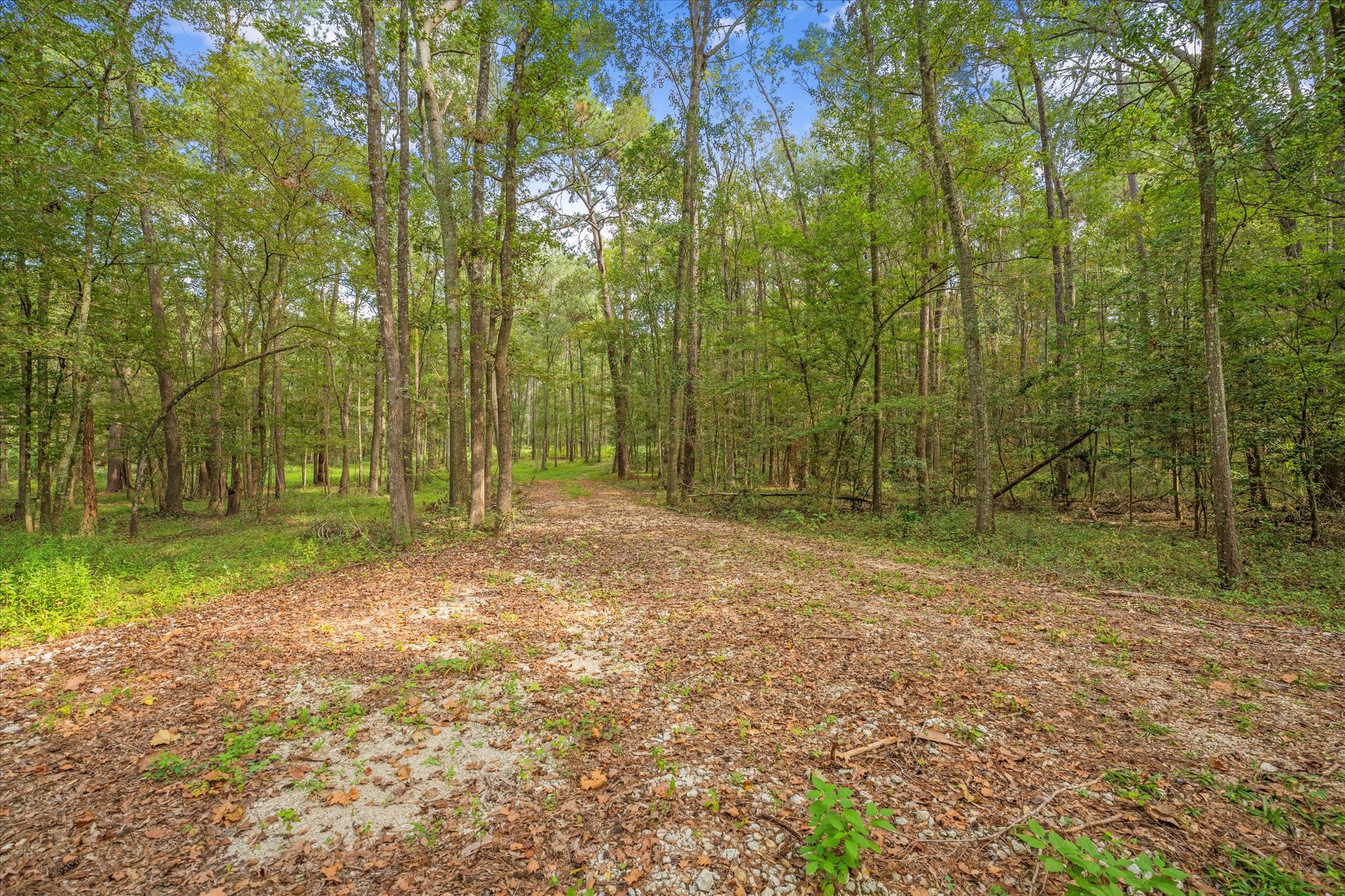 43 Stewart Road New Waverly, TX 77358 - Photo 10 of 21 A serene woodland plot with a clearing that could serve as a potential driveway, surrounded by mature trees and natural vegetation, offering a peaceful and private setting for a home.
