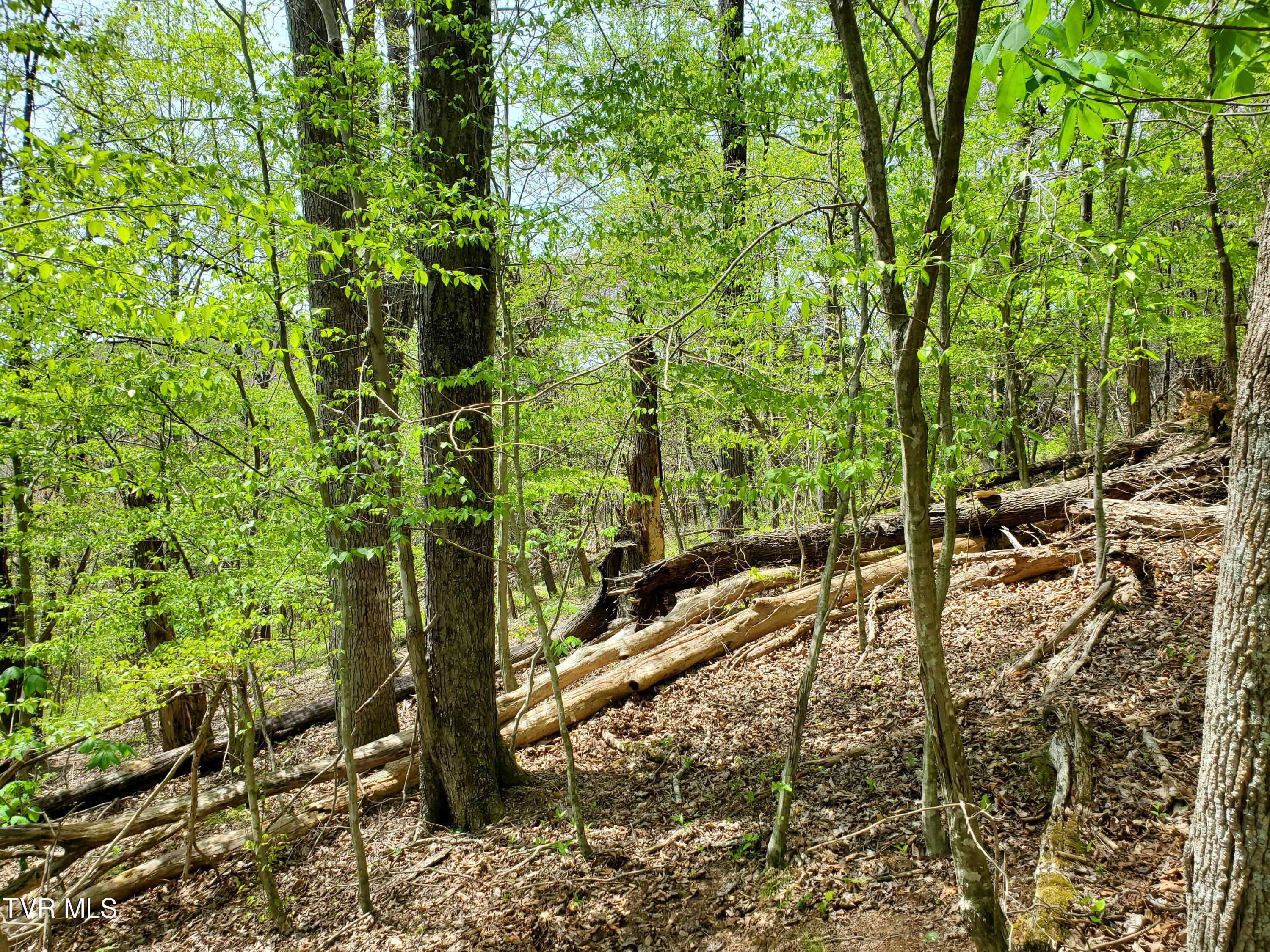 Lot 40 Cowan Town Road, Unit 40 Butler, TN 37640 - Photo 43 of 117 Walking In 1