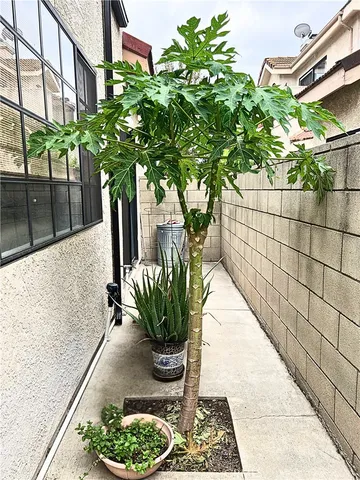 a potted plant sitting in front of a building