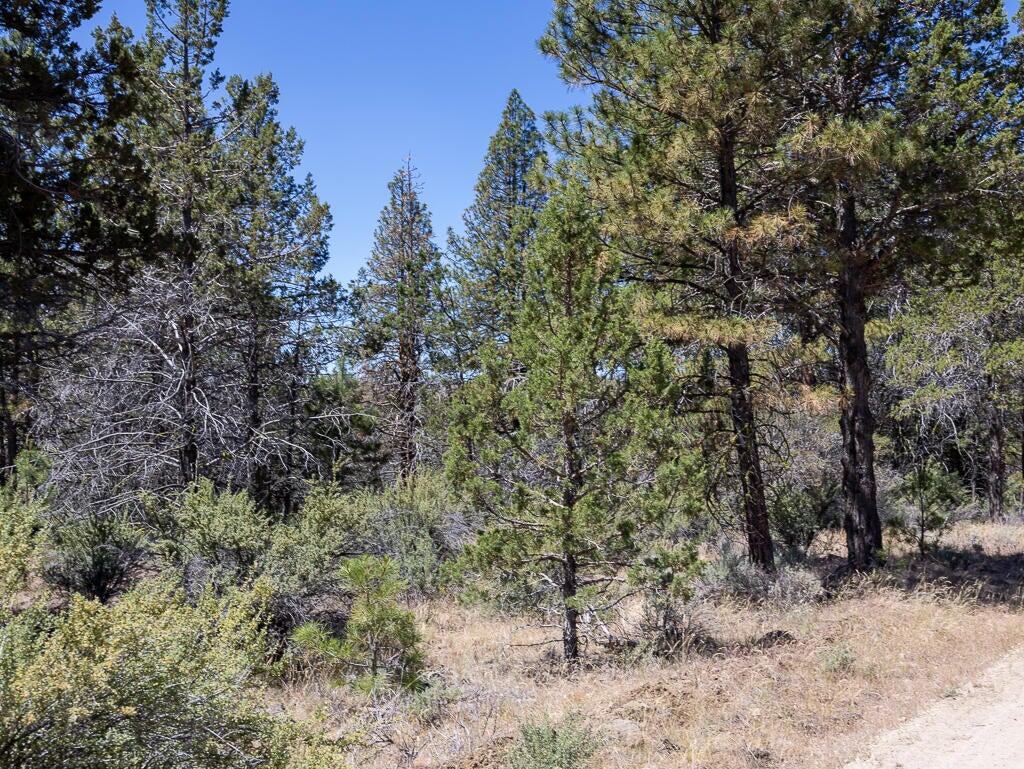 Panther Lane Bonanza, OR 97623 - Photo 9 of 10 a view of a forest with trees in the background