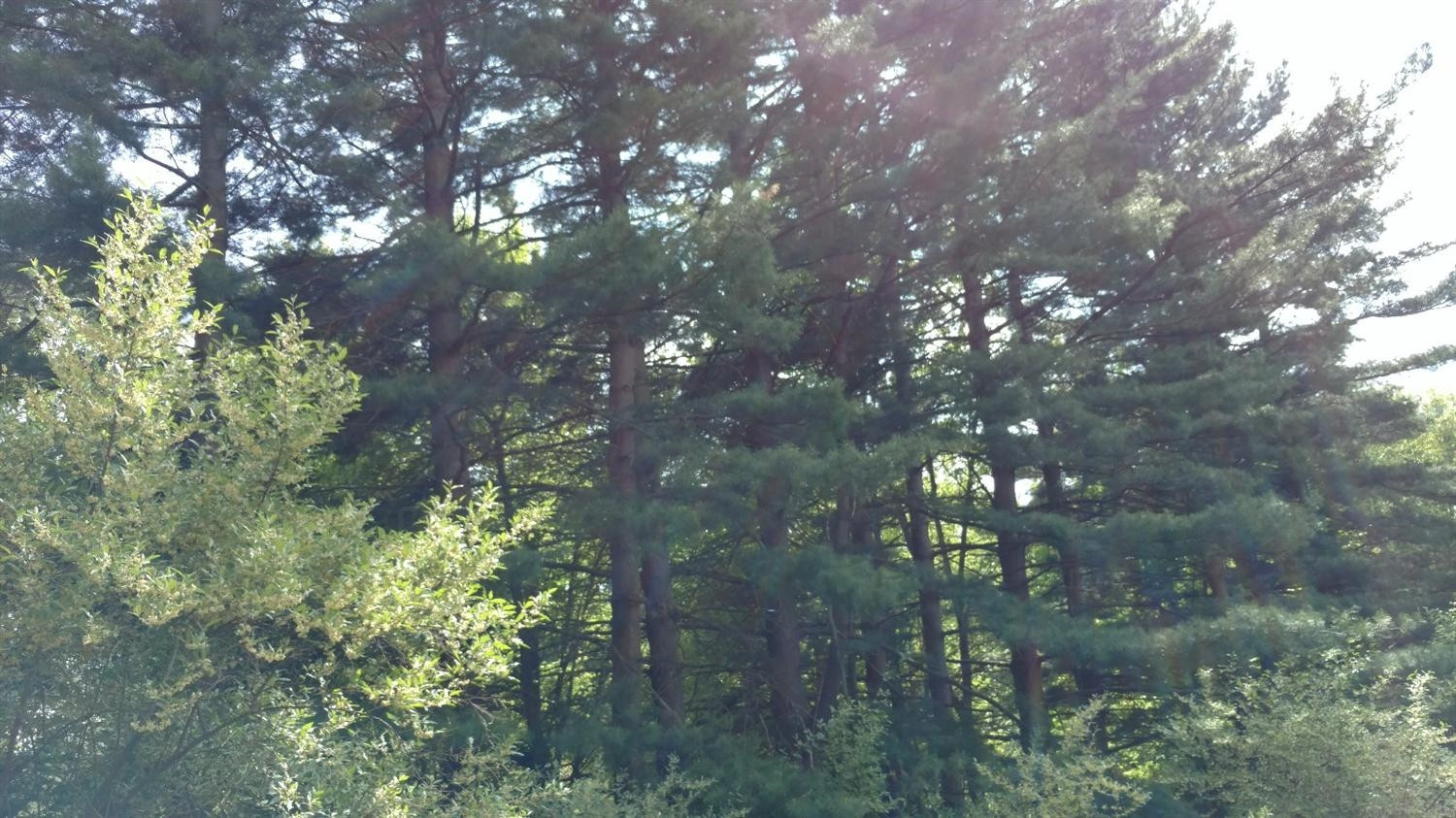 0 Hannewald Road Munith, MI 49259 - Photo 5 of 9 Photo 5