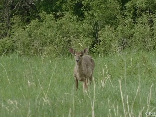 $99,000 | 0 Split Rock Road, Hammond, NY 13646