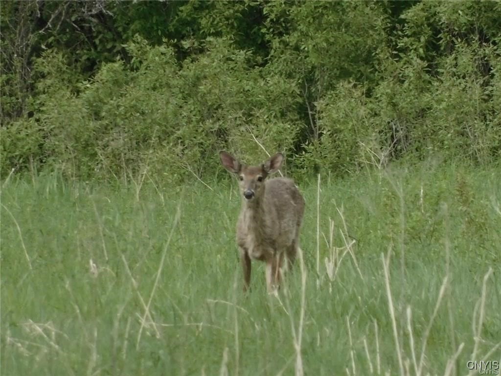 0 Split Rock Road Hammond, NY 13646 - Photo 4 of 6