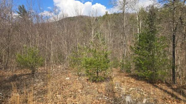 a view of a yard with large trees