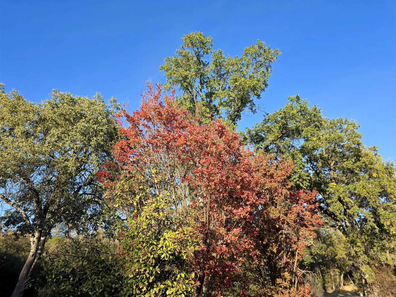 18330 Wards Ferry Road, Unit 59 Sonora, CA 95370 - Photo 9 of 10 a view of a plant