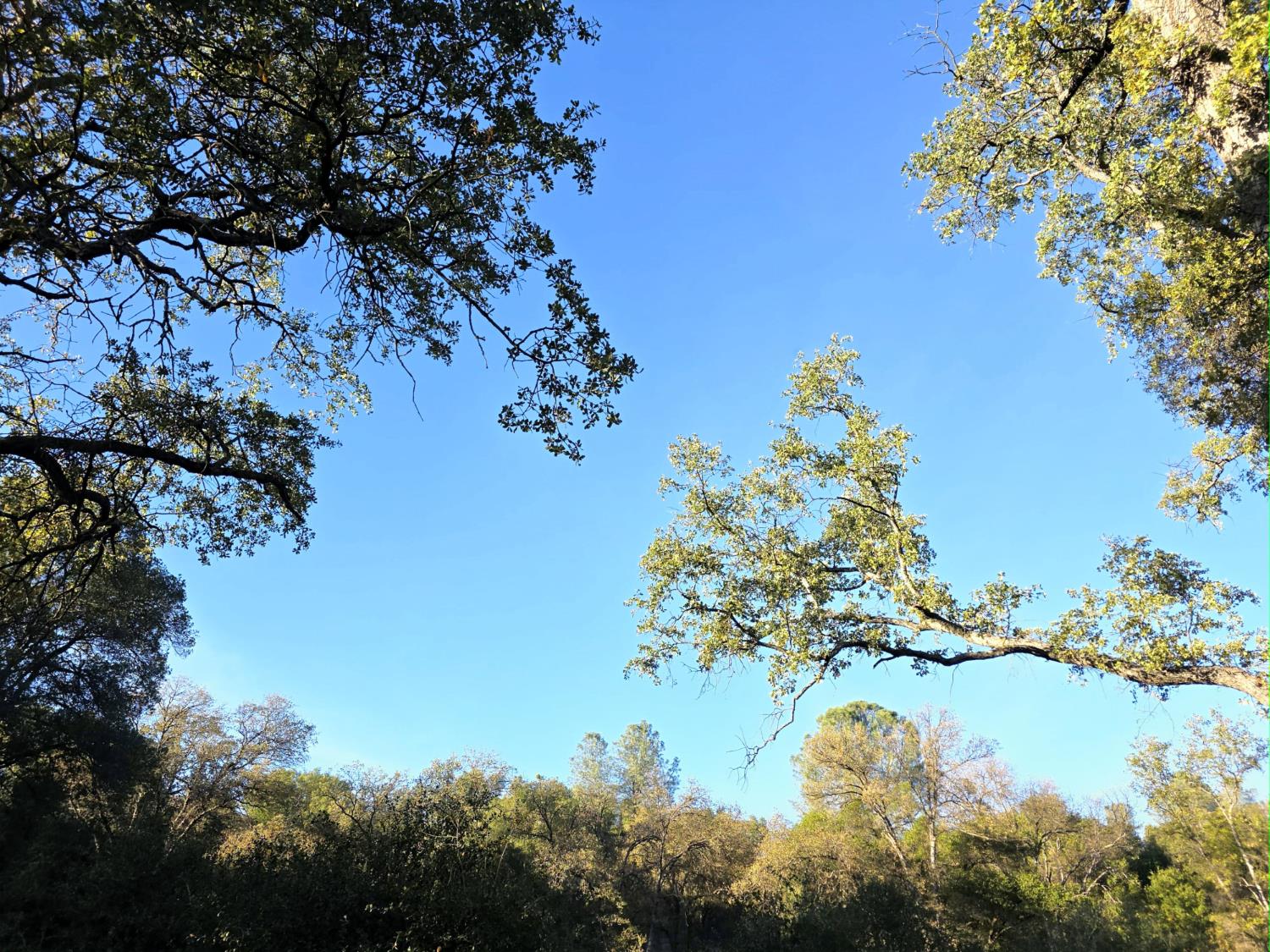 18330 Wards Ferry Road, Unit 59 Sonora, CA 95370 - Photo 10 of 10 a view of a lake with a tree