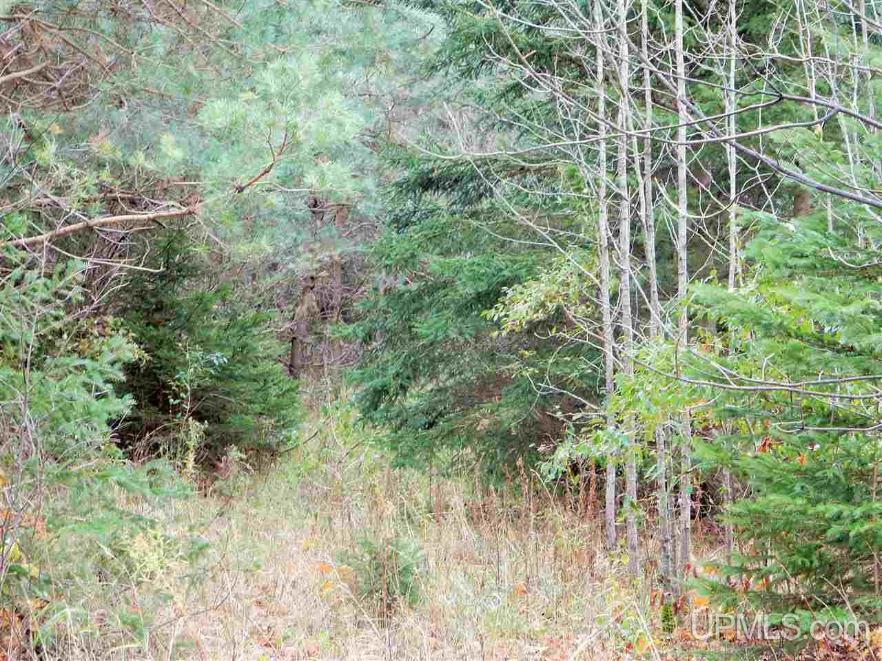 Tbd Hass Road Cooks, MI 49817 - Photo 3 of 11
