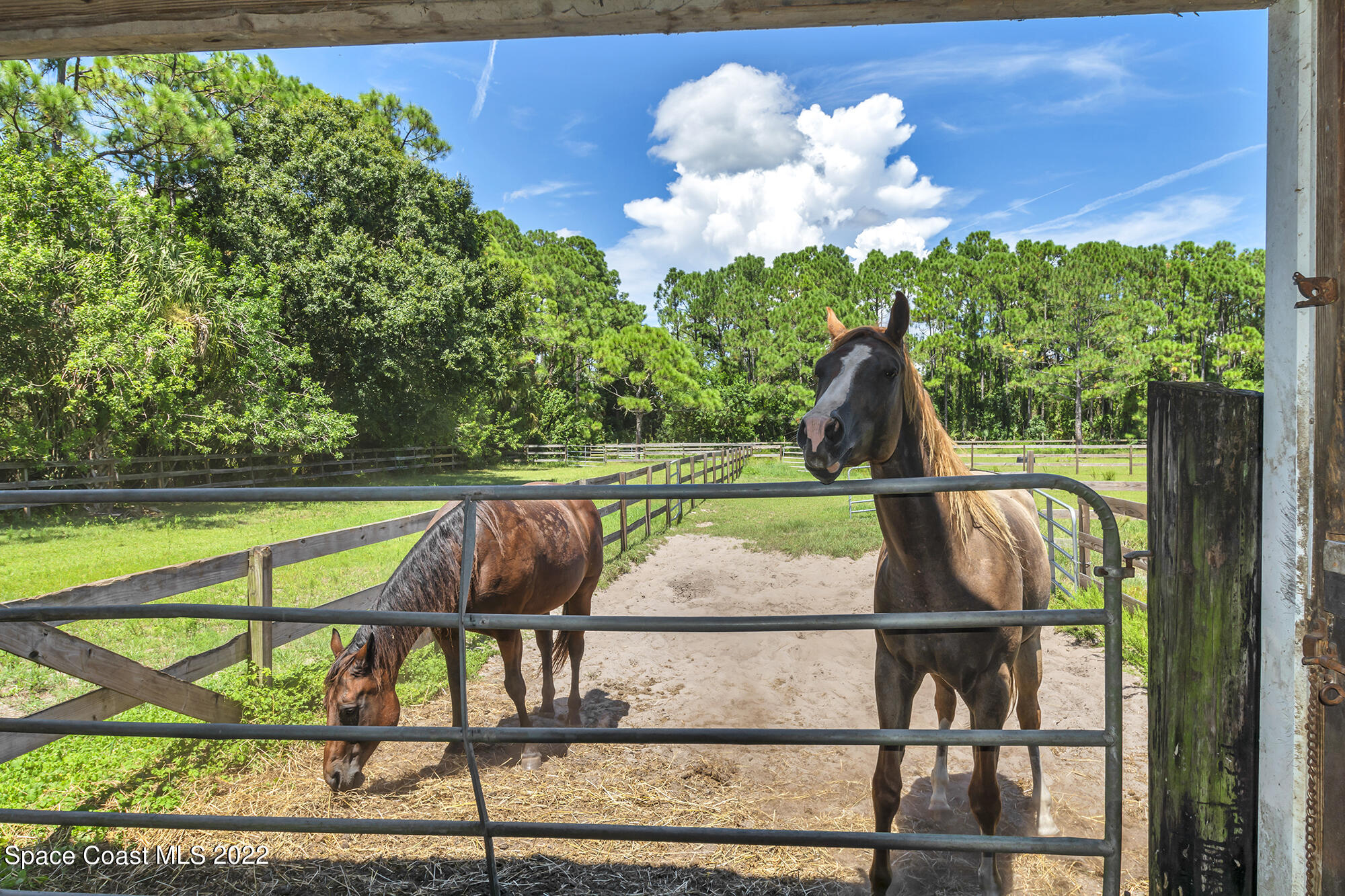 2005 Cox Road Cocoa, FL 32926 - Photo 14 of 35 2 horses