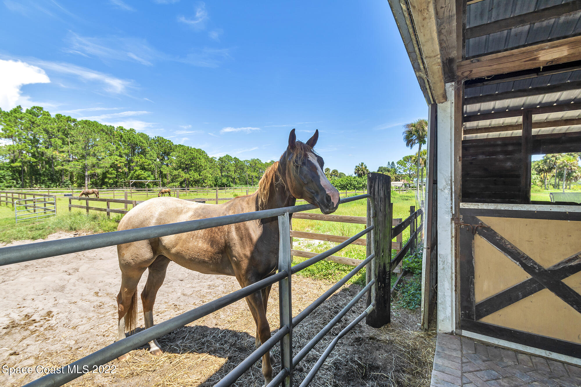 2005 Cox Road Cocoa, FL 32926 - Photo 31 of 35 horse 2