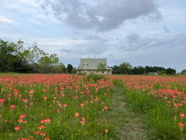 928 Upper Elgin River Road Elgin, TX 78621 - Photo 40 of 40 Expansive field of vibrant red and orange wildflowers.