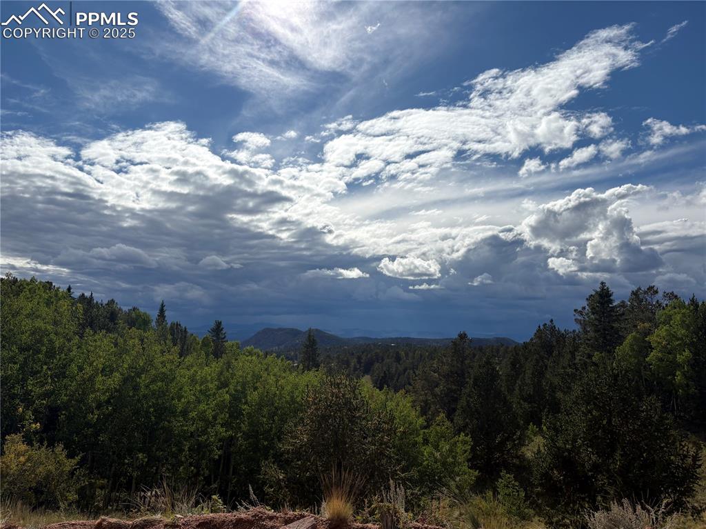 a view of a bunch of trees