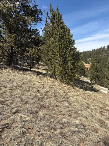 a view of a yard with a tree