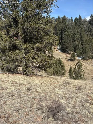 a view of a yard with a tree