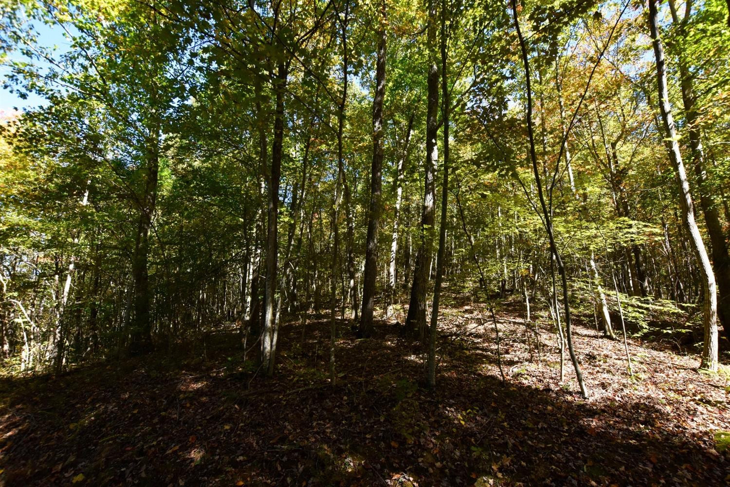 9999 Flinchum Ridge Road Irvine, KY 40336 - Photo 12 of 14 KY hardwoods!