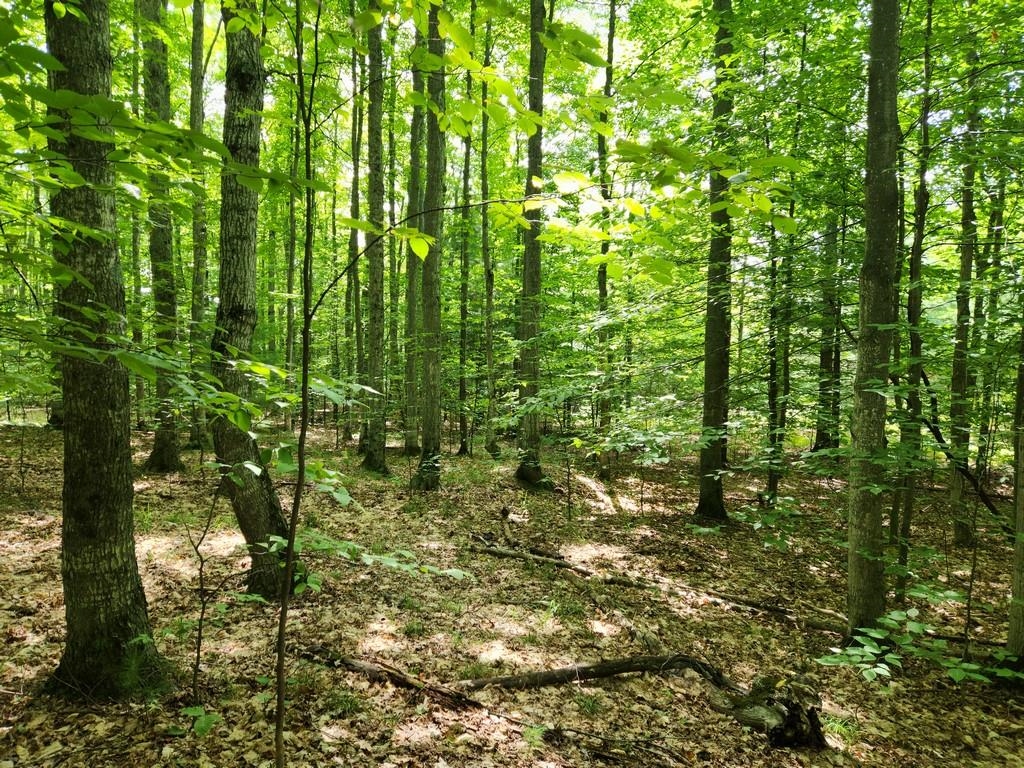 Off Crawford Lake Road Northeast Kalkaska, MI 49646 - Photo 8 of 25