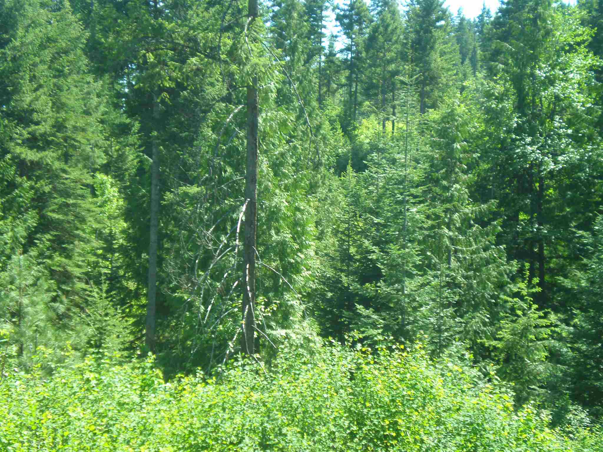 338 X Hoag Road Valley, WA 99181 - Photo 11 of 18 Gallery Image 11