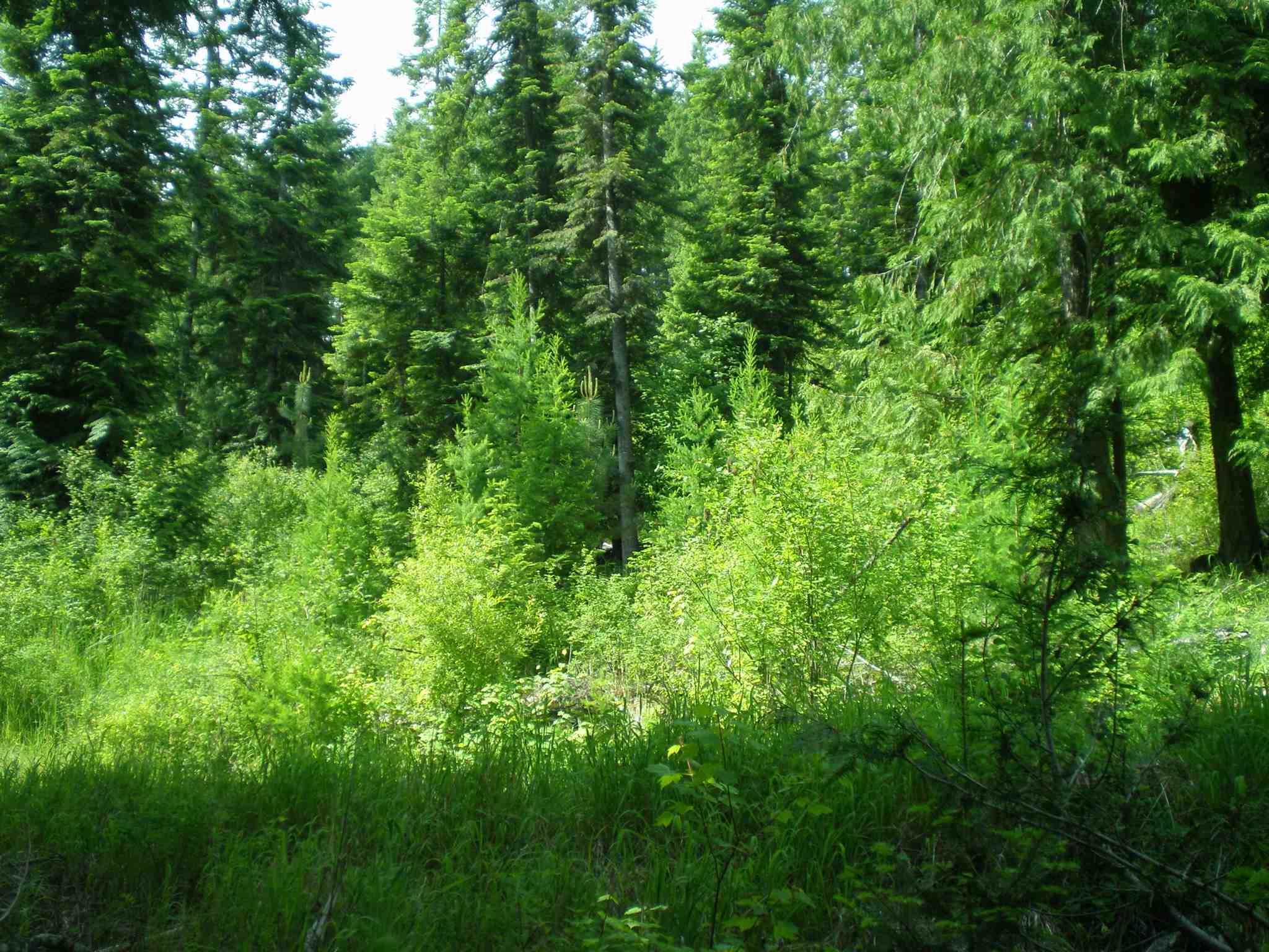 338 X Hoag Road Valley, WA 99181 - Photo 14 of 18 Gallery Image 14