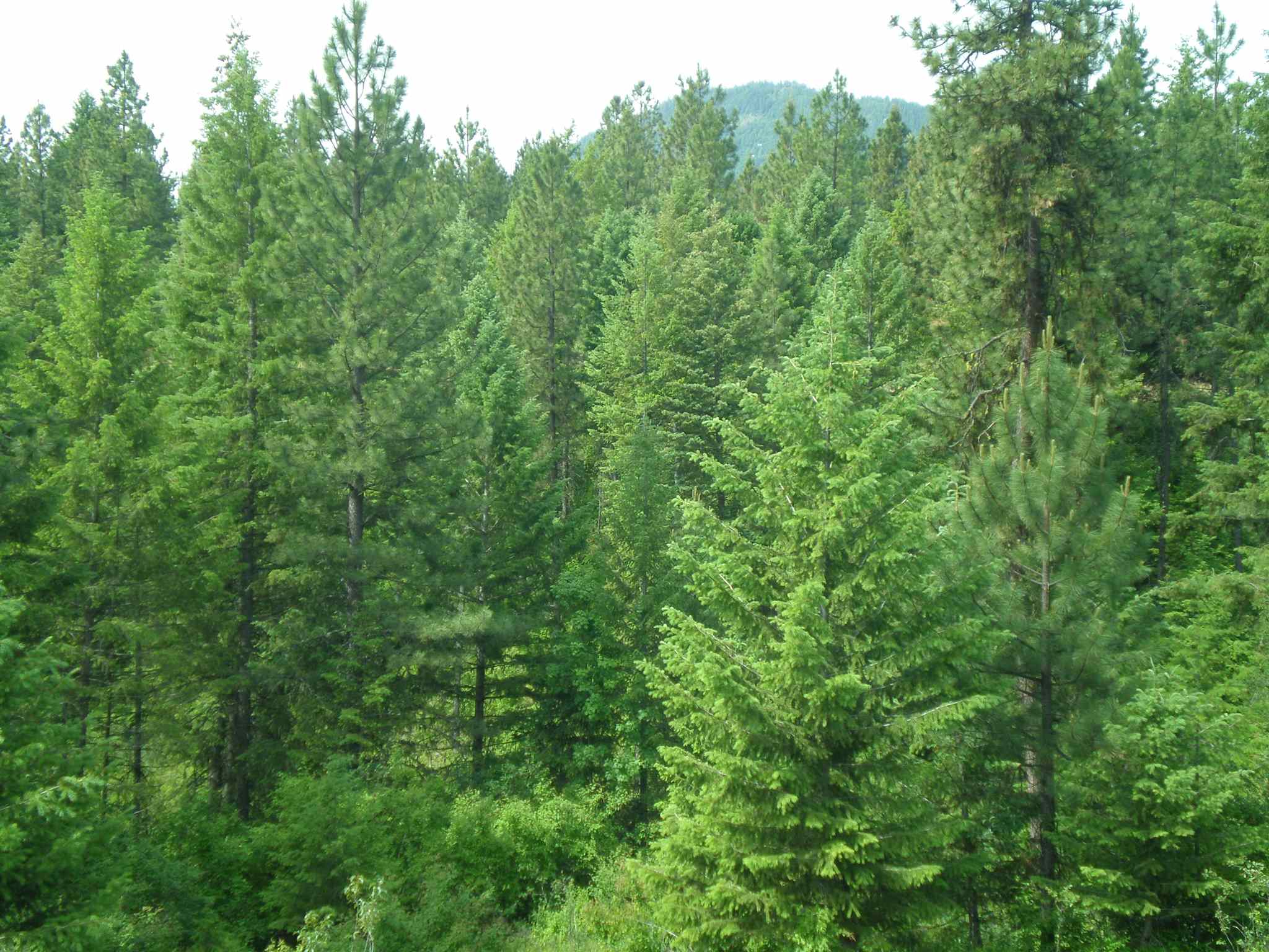 338 X Hoag Road Valley, WA 99181 - Photo 15 of 18 Gallery Image 15