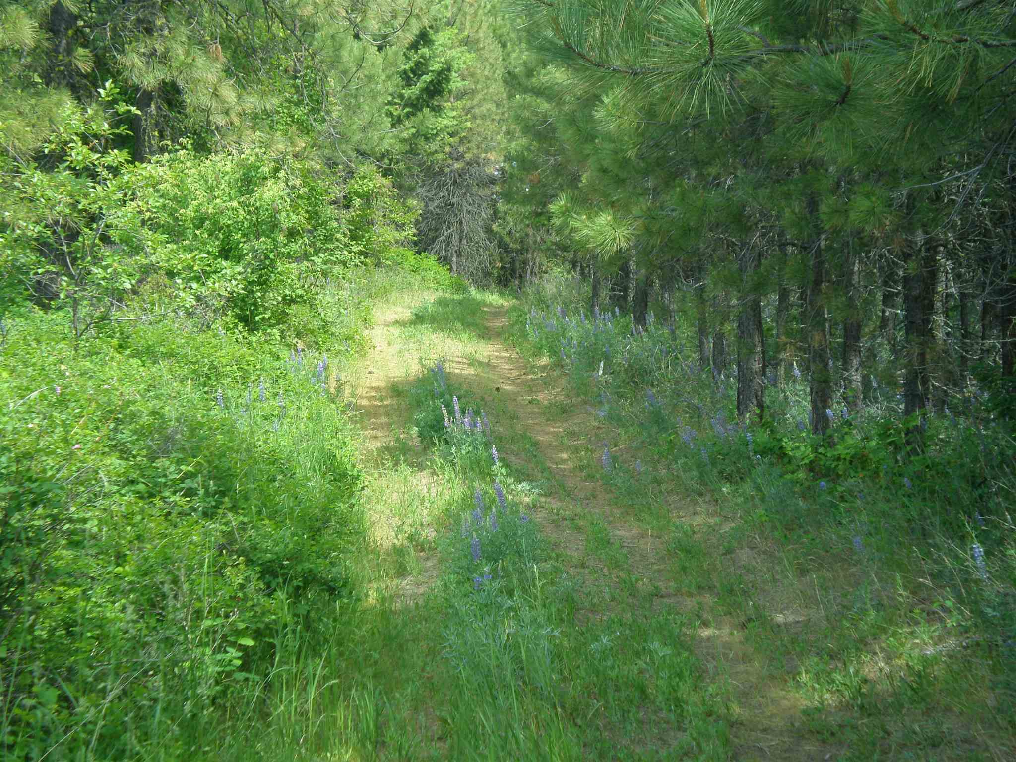 338 X Hoag Road Valley, WA 99181 - Photo 17 of 18 Gallery Image 17