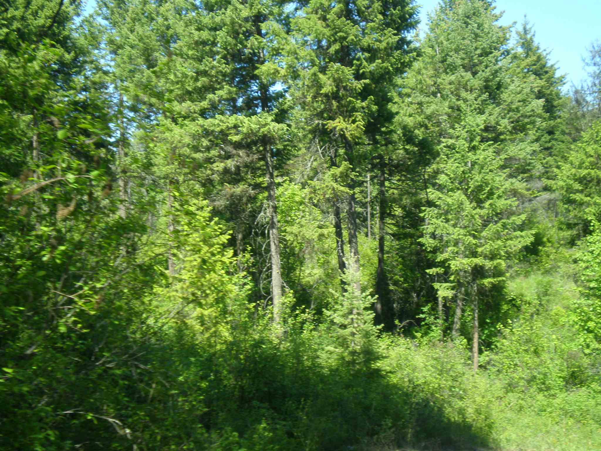 338 X Hoag Road Valley, WA 99181 - Photo 8 of 18 Gallery Image 8