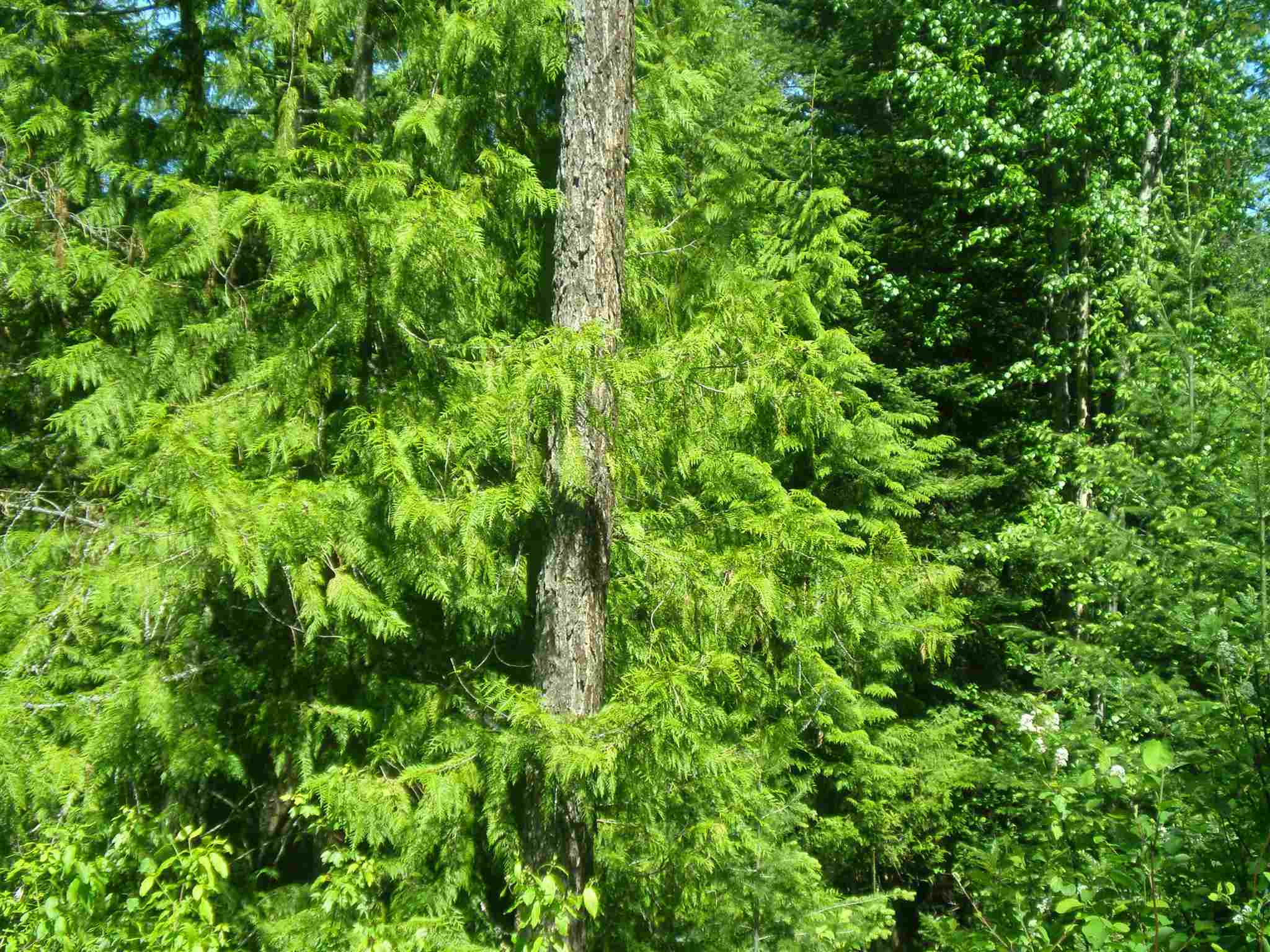 338 X Hoag Road Valley, WA 99181 - Photo 10 of 18 Gallery Image 10