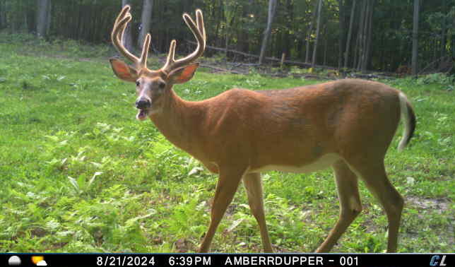 V/l V/l Amber Road Mears, MI 49436 - Photo 24 of 53 4 6