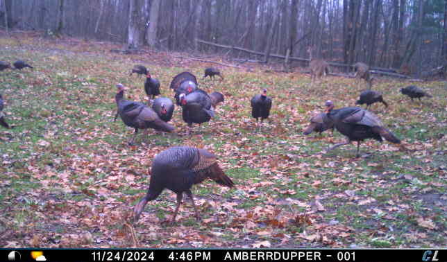 V/l V/l Amber Road Mears, MI 49436 - Photo 25 of 53 4