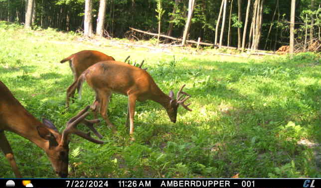 V/l V/l Amber Road Mears, MI 49436 - Photo 28 of 53 5