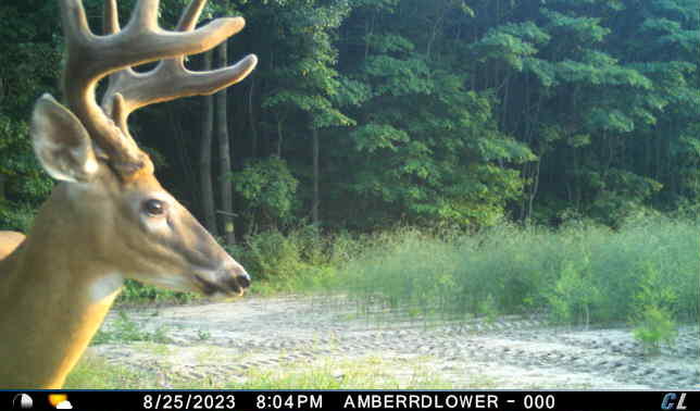 V/l V/l Amber Road Mears, MI 49436 - Photo 31 of 53 6