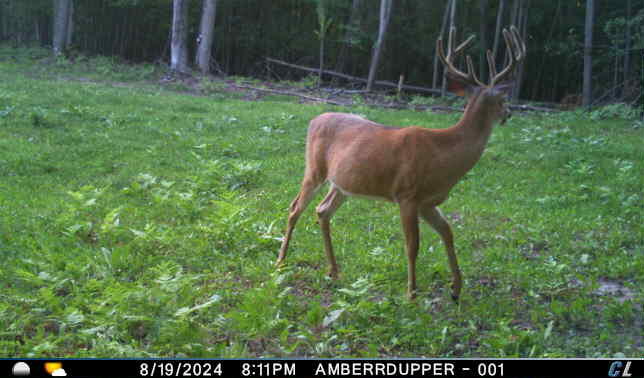 V/l V/l Amber Road Mears, MI 49436 - Photo 33 of 53 8 6