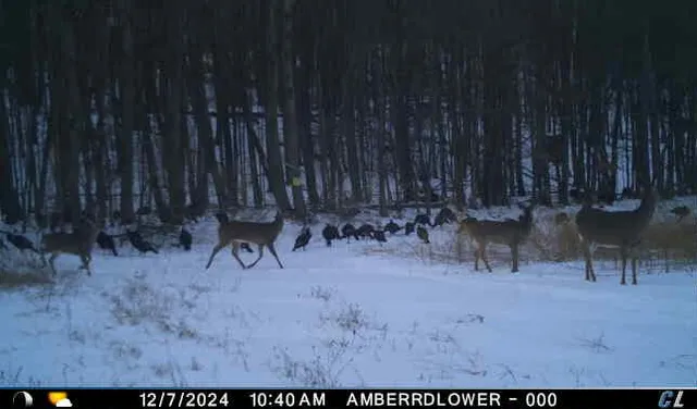 $299,900 | V/l V/l Amber Road, Mears, MI 49436