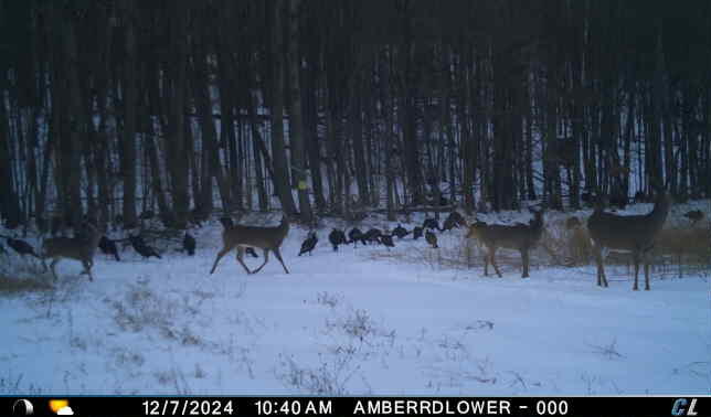 V/l V/l Amber Road Mears, MI 49436 - Photo 36 of 53 9(1)