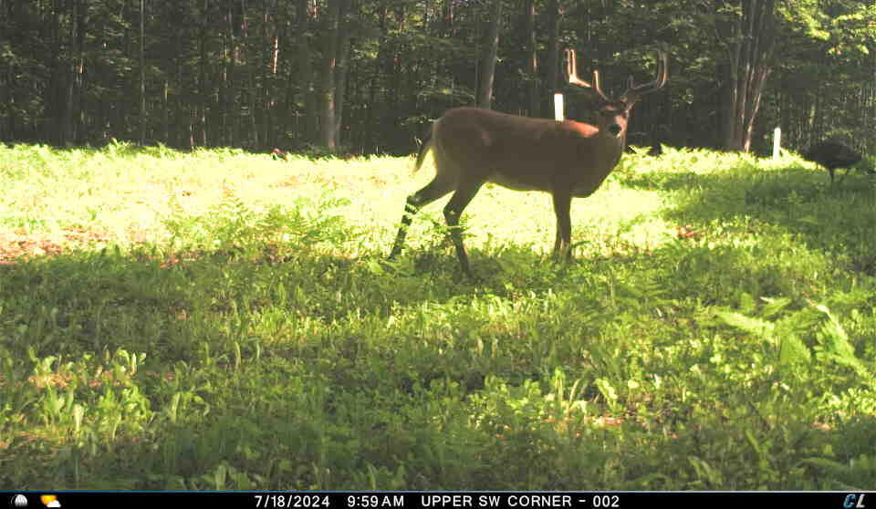 V/l V/l Amber Road Mears, MI 49436 - Photo 37 of 53 10