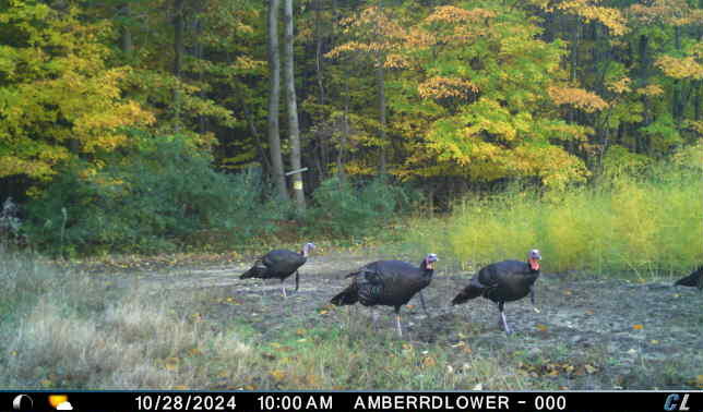 V/l V/l Amber Road Mears, MI 49436 - Photo 40 of 53 12