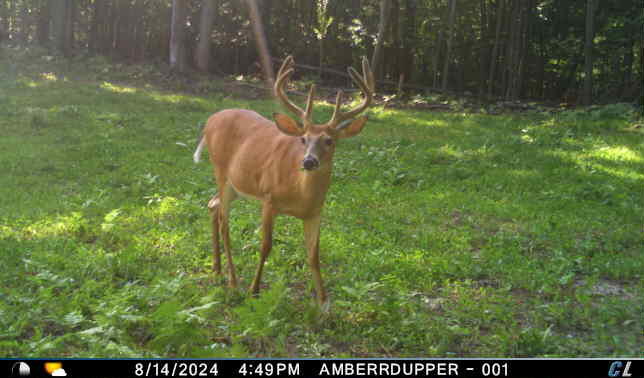 V/l V/l Amber Road Mears, MI 49436 - Photo 4 of 53 1